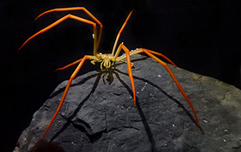 Sea spider of the genus <em>Colossendeis</em> from Antarctica